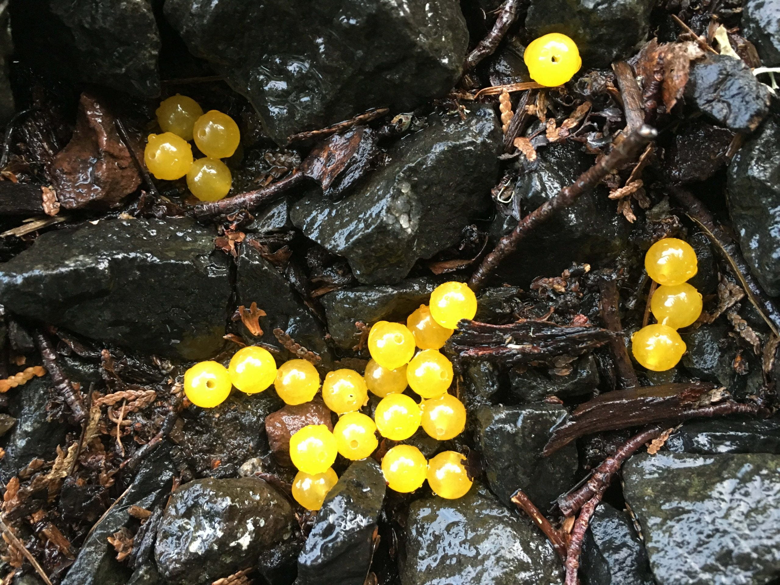 Cheese Moe Roe - Stone Cold Fishing Beads