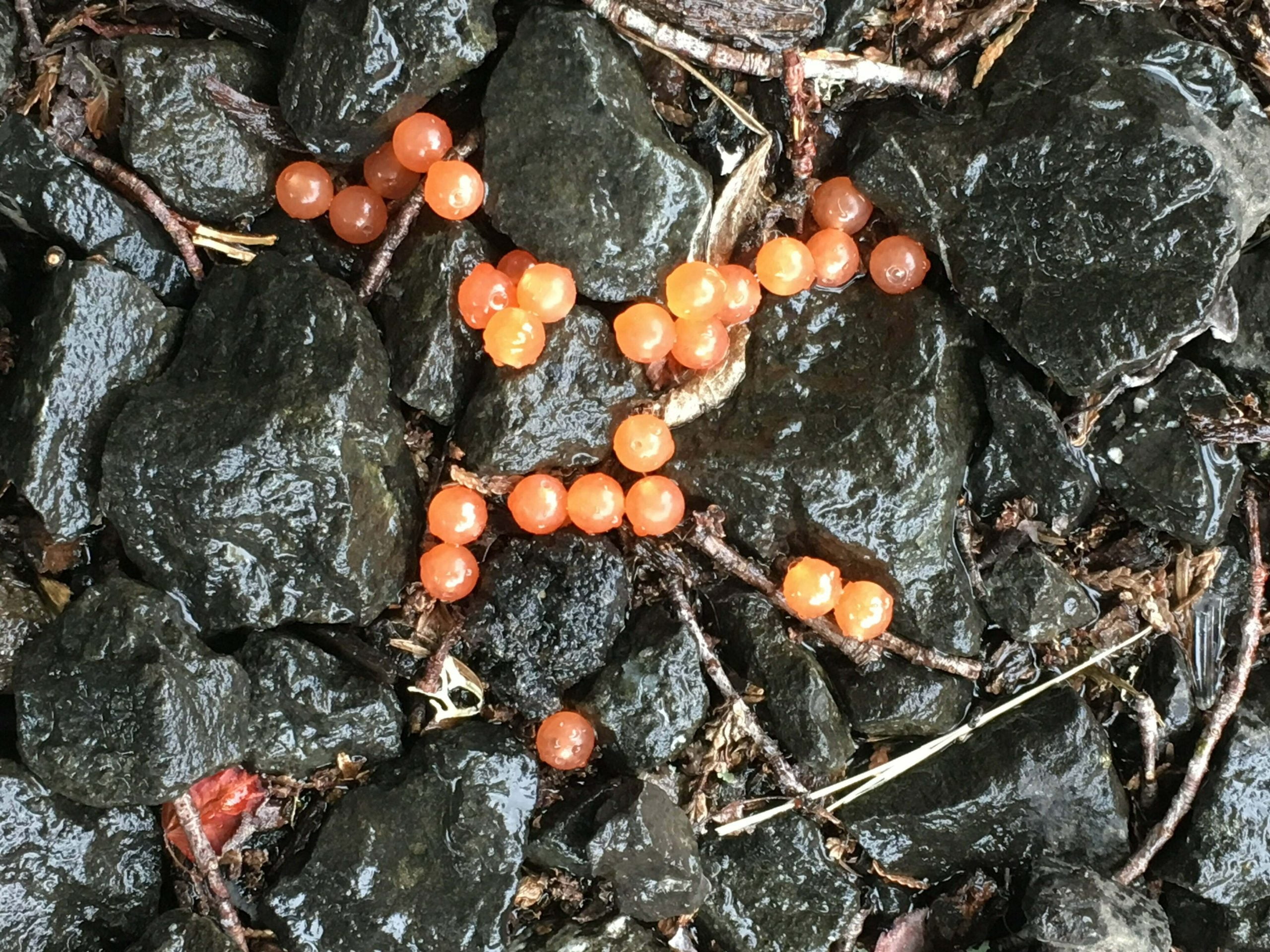 Orange Crusher Roe - Stone Cold Fishing Beads