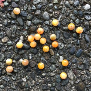 dead salmon eggs