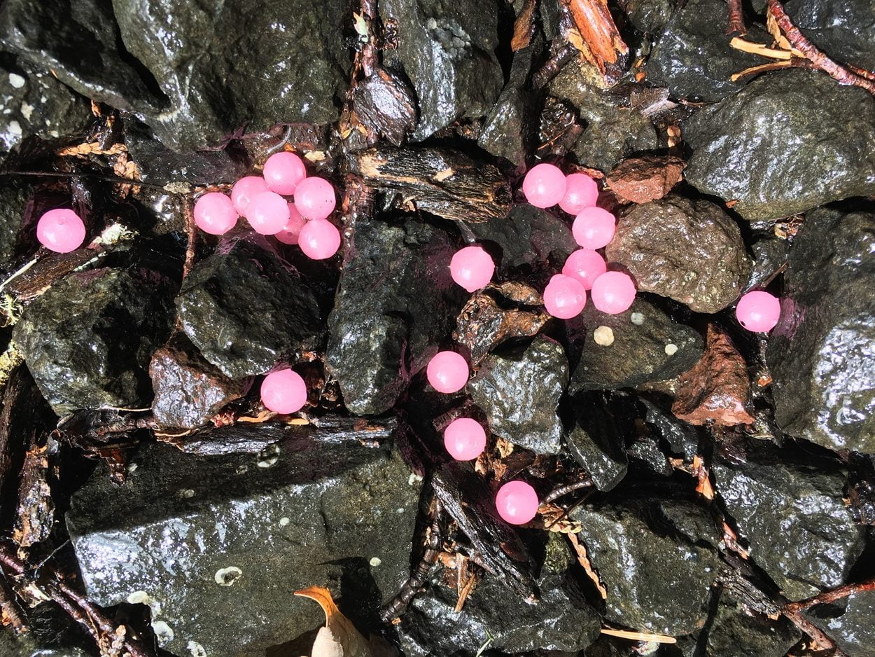 Mottled Pink Roe - Stone Cold Fishing Beads