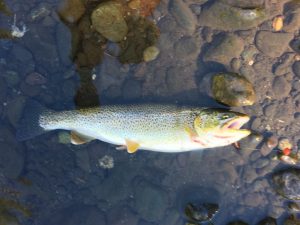 Stone Cold Beads Trout Fishing Trials - Trout Fishing Beads - Bead Fishing