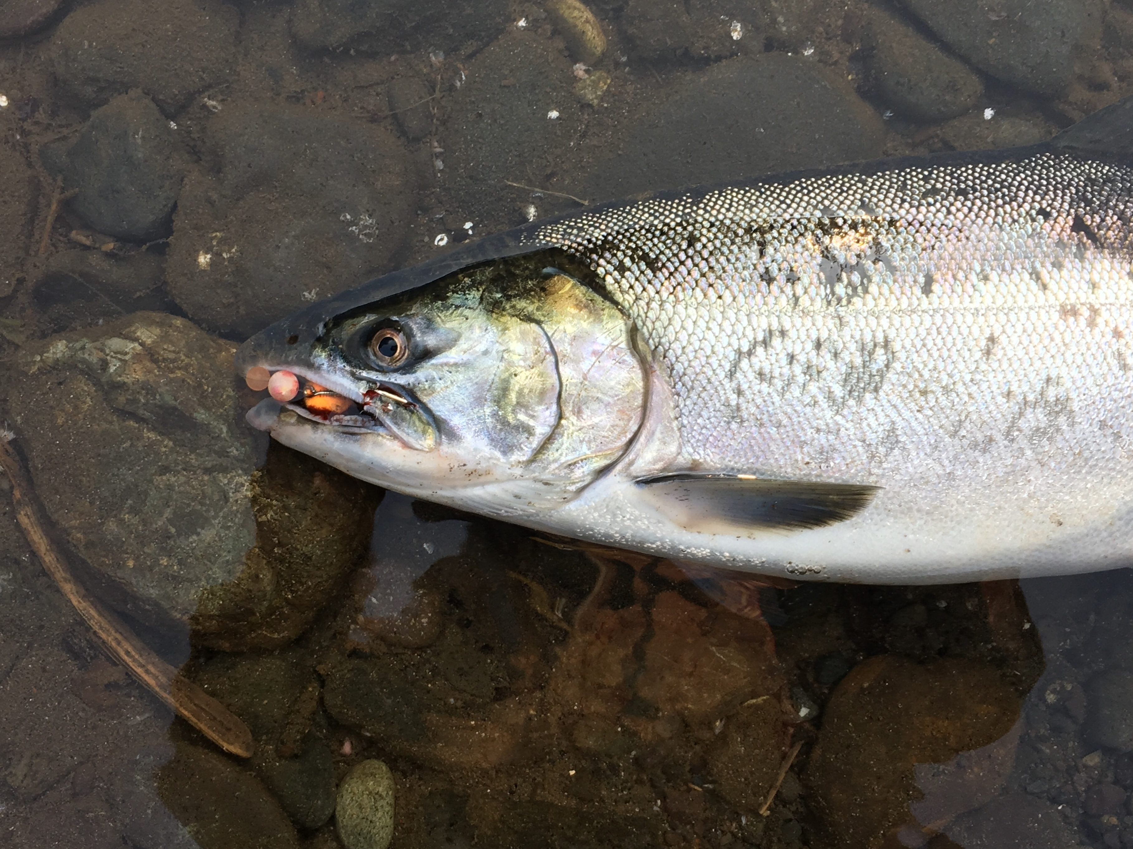 Fresh Salmon Eggs - Steelhead bait