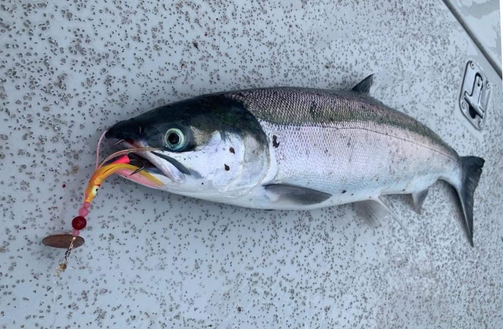 Coho caught with our Dirty Troll War Hammer Trolling Spinner