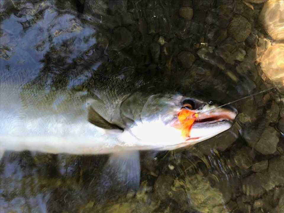 Chum Run Roe - Stone Cold Fishing Beads