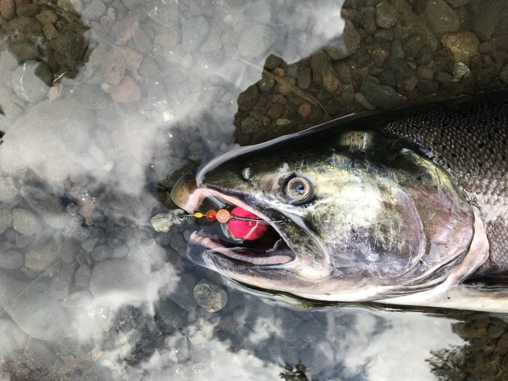 Trout Beads: 12mm  Pacific Fly Fishers