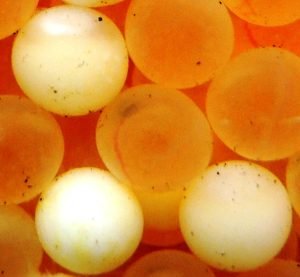 Bead Fishing Basics - Stone Cold Fishing Beads